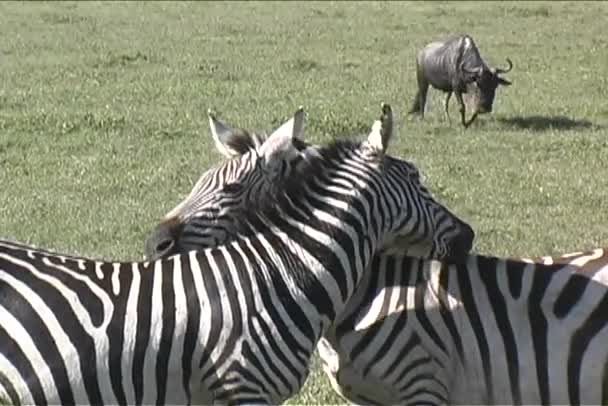 Karcolás zebrák