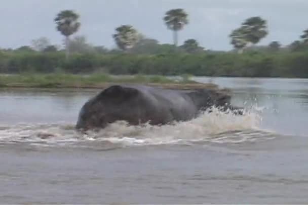 Rio Rufiji Hippo fazendo grande respingo — Vídeo de Stock