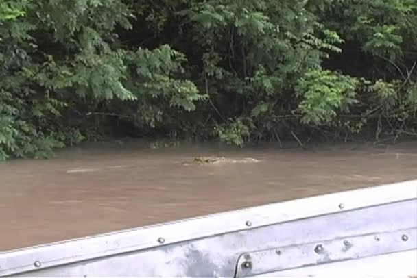 Krokodil schwimmt neben Boot im Fluss Rufiji — Stockvideo