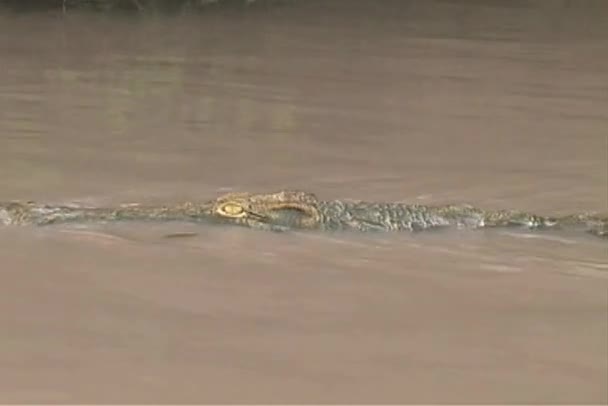 Крокодил наблюдает за тобой — стоковое видео