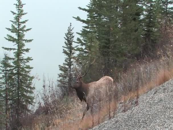 Stier elanden in jasper — Stockvideo