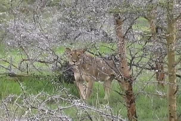 Lionne marche à travers les Acacia Trees — Video