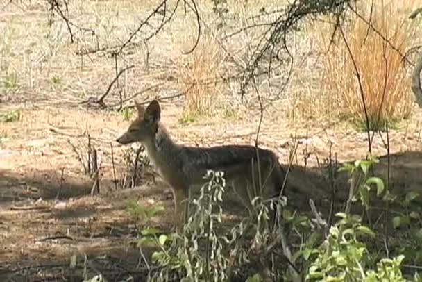 Šakal štěně v ruaha — Stock video