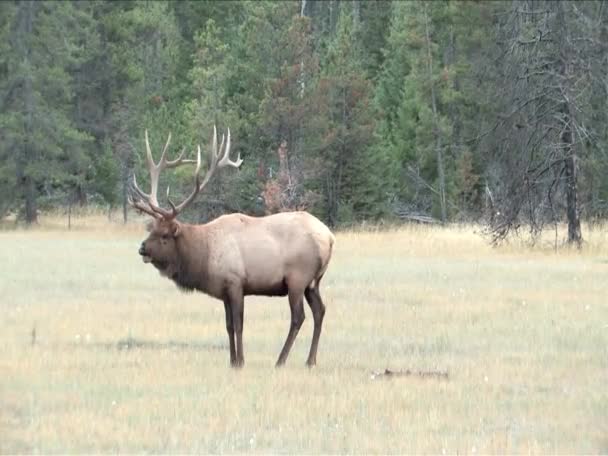 Rutting season for Elk in Jasper Park Alberta — Stock Video