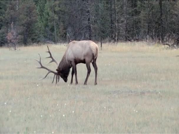 Älg sharping horn i gräset för strid i jasper park alberta — Stockvideo