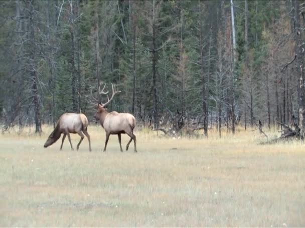 Stier elanden jagen een vrouwelijke elanden in jasper park alberta — Stockvideo