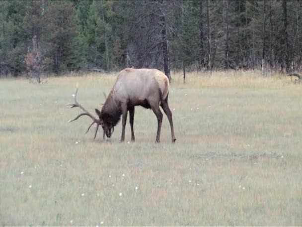 Elk sharping antlers in grass for battle in Jasper Park Alberta — Stock Video