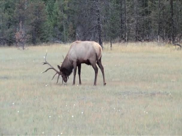 Alce afilando astas en la hierba para la batalla en Jasper Park Alberta — Vídeos de Stock