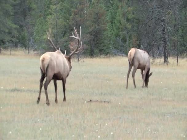 Le wapiti pourchasse une femelle à Jasper Park Alberta 