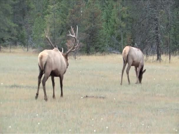 Bika Elk üldöz egy női Elk albertai Jasper Park — Stock videók