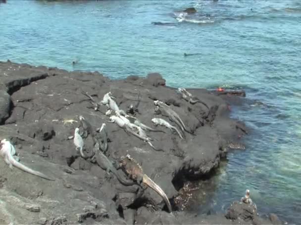 Mariene leguaan op de galapagos eilanden — Stockvideo