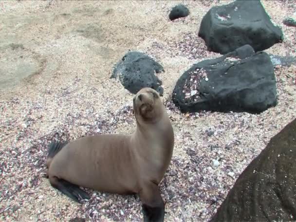 Sealion sur les îles Galapagos — Video