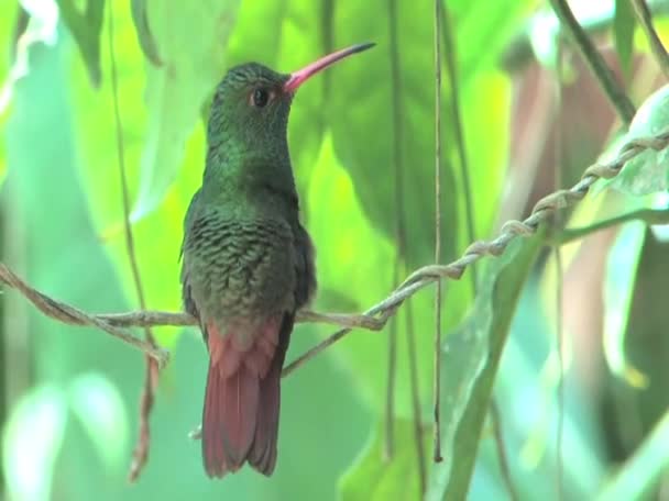 Hummingbird sitter i den tempererade regnskogen, peru, Sydamerika — Stockvideo