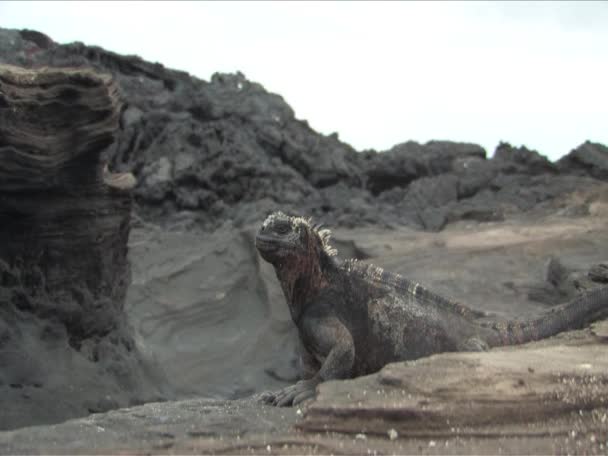 Tengeri leguán a galapagos-szigeteken — Stock videók