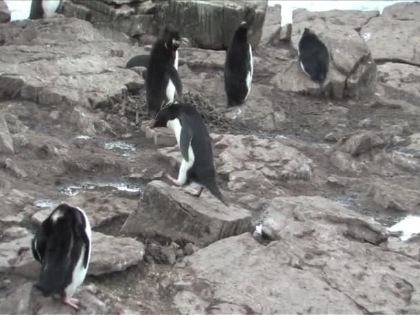 Rockhopper penguin στις Νήσους Φώκλαντ — Αρχείο Βίντεο