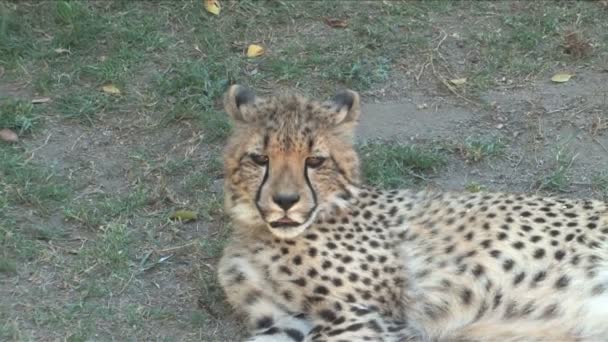 Közelkép a fiatal gepárd az Etosha nemzeti parkban Namíbia — Stock videók