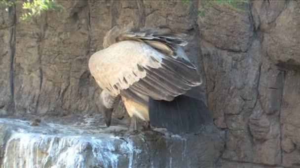 White backed Vulture in South Africa — Stock Video