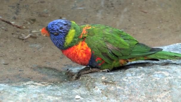 Pappagallo del Lorikeet dell'arcobaleno — Video Stock