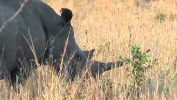 Rinoceronte blanco en la reserva de caza de Hluhluwe, Sudáfrica — Vídeos de Stock