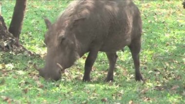 Warthog chobe Ulusal Park, Botsvana