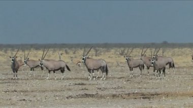 antilop ya da gembok