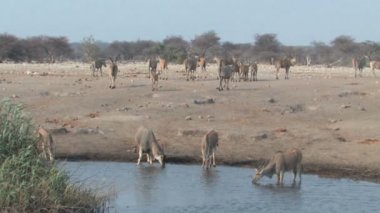 karışık hayvan ziyarette200