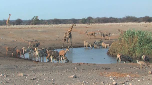 Mixed animals at the waterhole — Stock Video