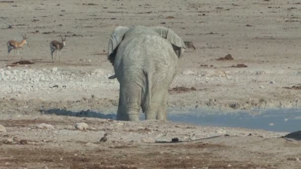 Bull słoń zalewaniem w waterhole — Wideo stockowe