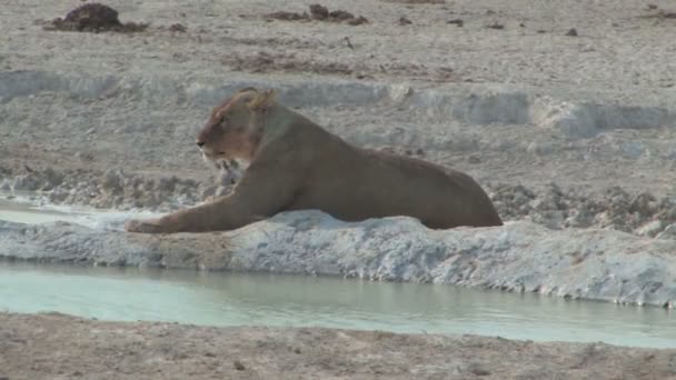 Lioness at the waterhole — Stock Video