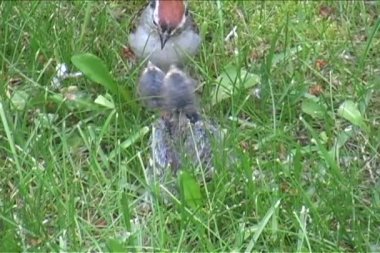 Bebek robins
