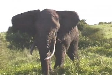 tarangire Milli Parkı Tanzanya Afrika filleri karşıya