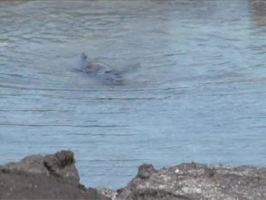 galapagos Adaları deniz aslanı