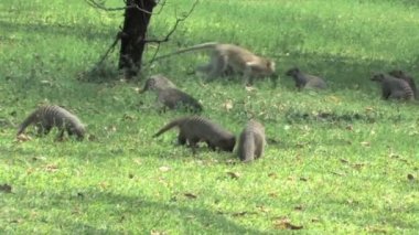 sökülen mongoose & vervet maymunları chobe Ulusal Park, Botsvana