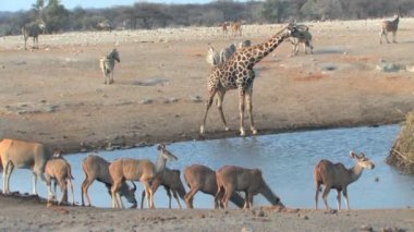 Karışık hayvan ziyarette200