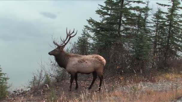 Elanden in jasper park alberta — Stockvideo