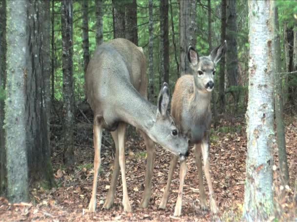 DOE och fawn — Stockvideo