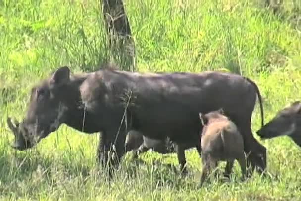 Warthog en baby 's — Stockvideo