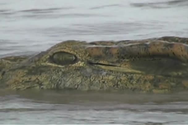 Oeil de crocodile te regardant — Video