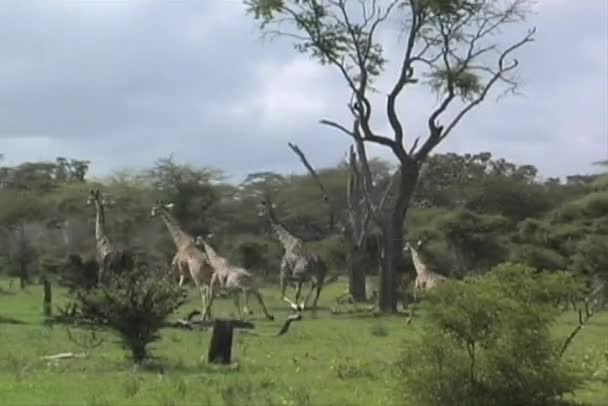 Giraffe in esecuzione — Video Stock