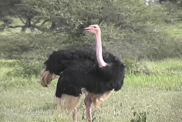 Ostrich male standing — Stock Video