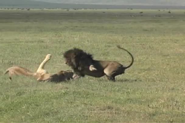 Lions fighting — Stock Video