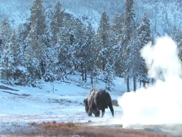 Yellowstone βουβάλι — Αρχείο Βίντεο