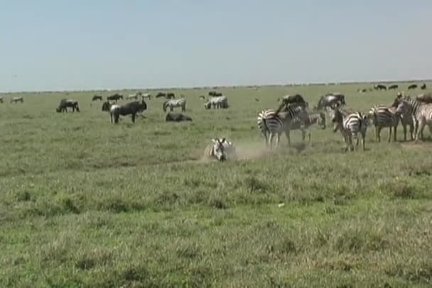 Zebra rullande i serengeti tanzania Afrika — Stockvideo