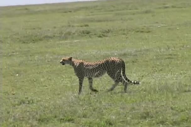 Guépard marche à travers le Serengeti — Video