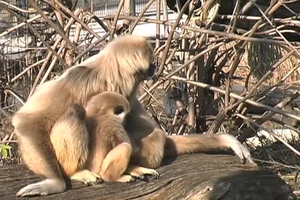 Macaco Gibbon de mãos brancas encontrado no Zoológico de Schonbrunn — Vídeo de Stock