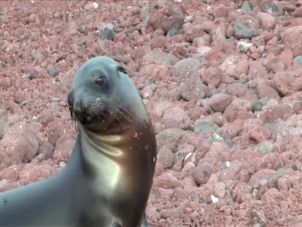 Hotel Sea lion na Wyspach galapagos — Wideo stockowe