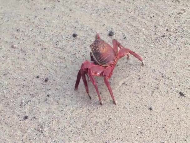 Crabe léger de Sally sur les îles Galapagos — Video