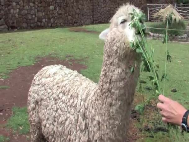 Alpaca in Perù, Sud America — Video Stock