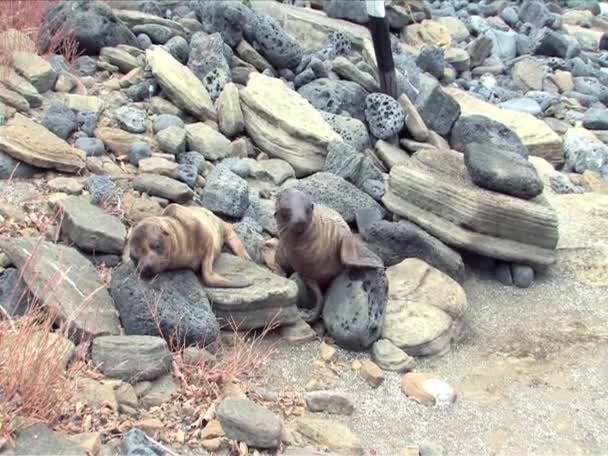 León marino en las Islas Galápagos — Vídeo de stock