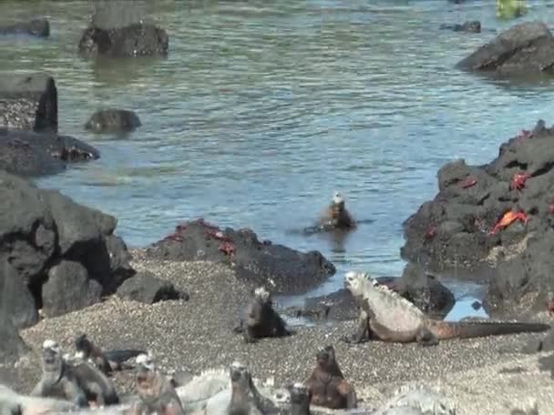 Veel mariene iquanas op de galapagos eilanden — Stockvideo